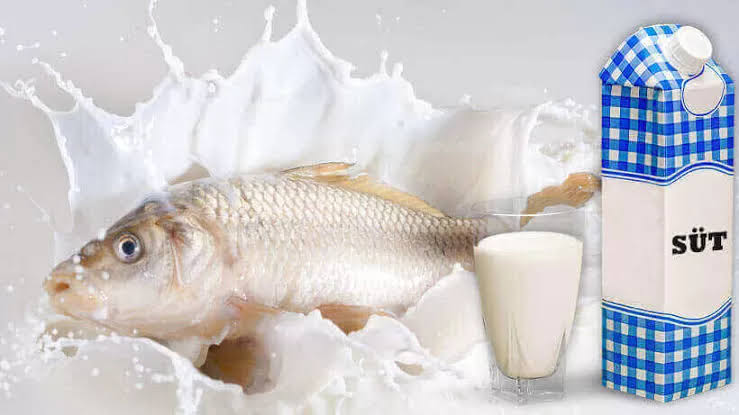 Ilustrasi susu ikan (foto: Istimewa)